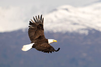 Homer & Lake Clark NP